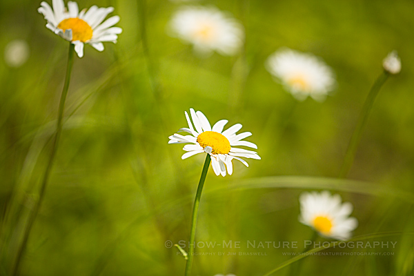 Ox-eye Daisy wildflower