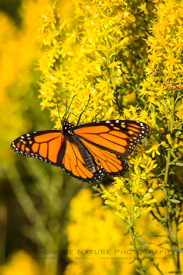 Monarch butterfly on Showy Goldenrod