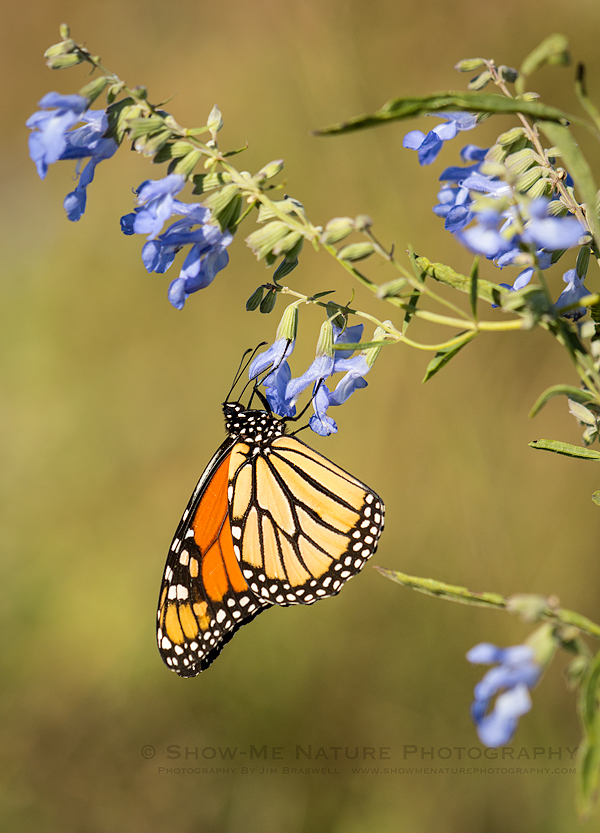 Monarch butterfly on Blue Sage