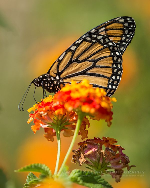 Monarch butterfly on Lantana