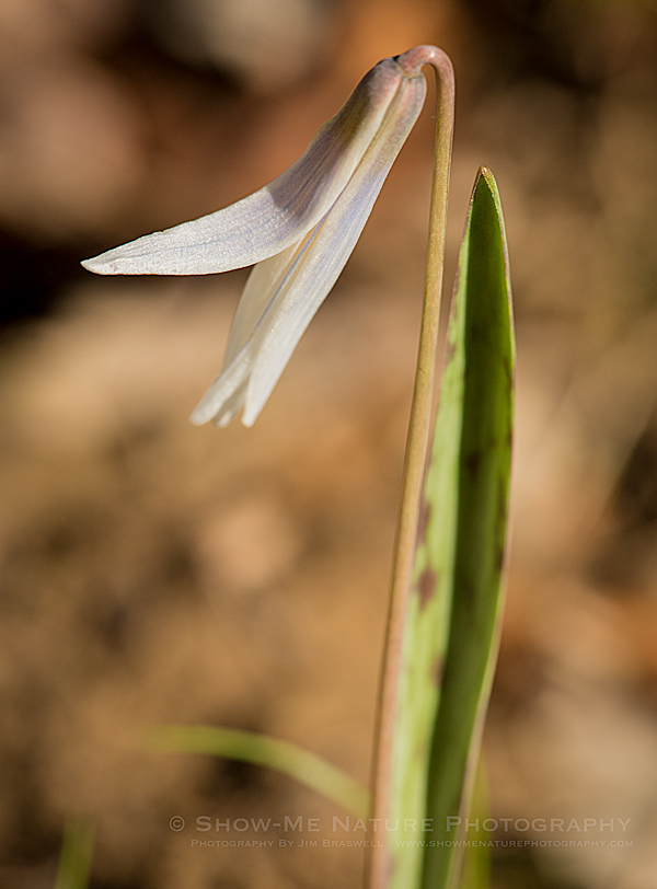 Trout Lily (aka, Dog-tooth Violet) wildflower