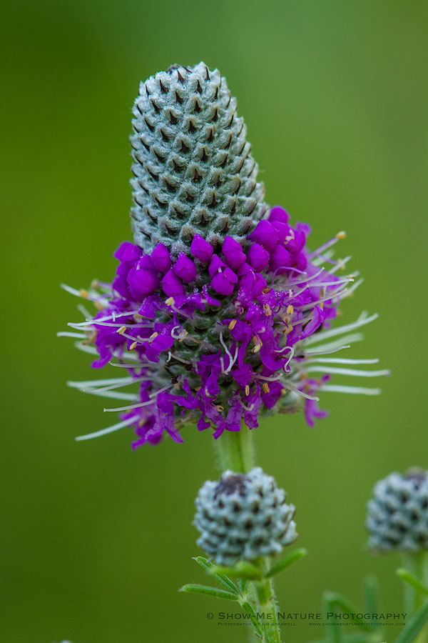 Purple Prairie Clover | Show Me Nature Photography