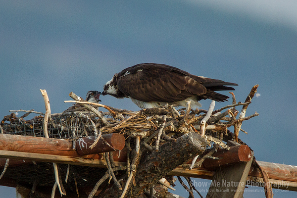 Adult Osprey feeding young