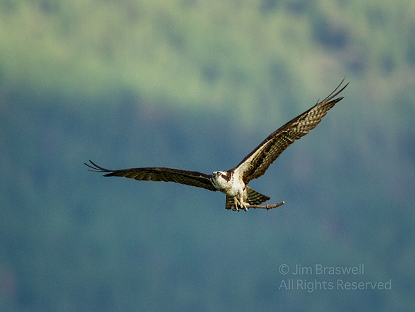 Osprey with stick for the nest
