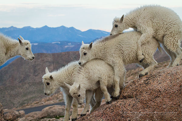 Mountain Goat kids at play