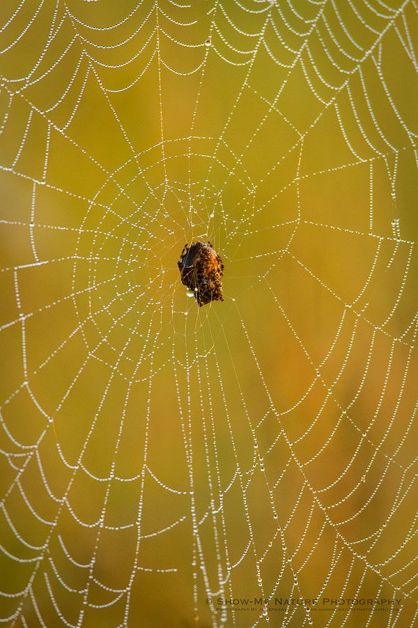 An orb weaving spider, on his web in the early morning foggy meadow