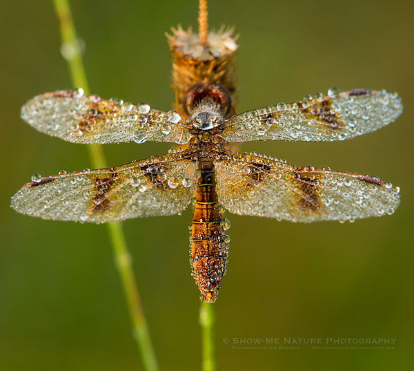 Dew-covered Dragonfly