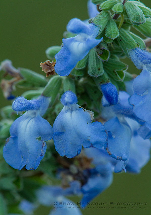 Blue Sage wildflower, growing on a Missouri prairie
