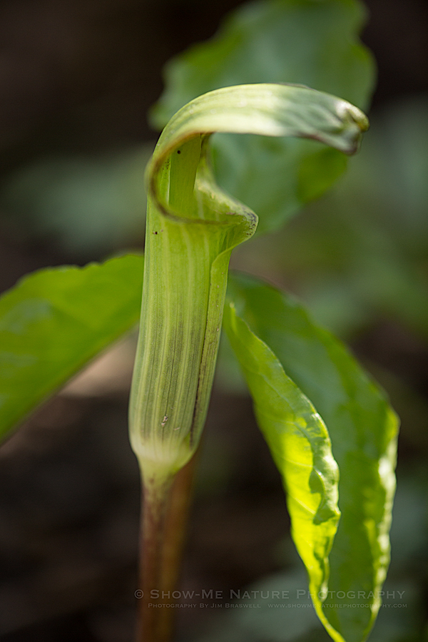 Jack-in-the-Pulpit wildflower