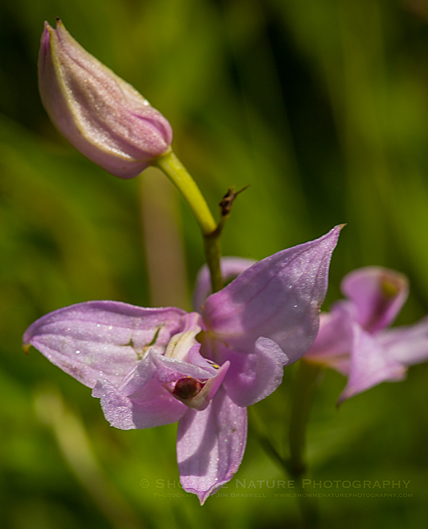 Oklahoma Grass Pink Orchid