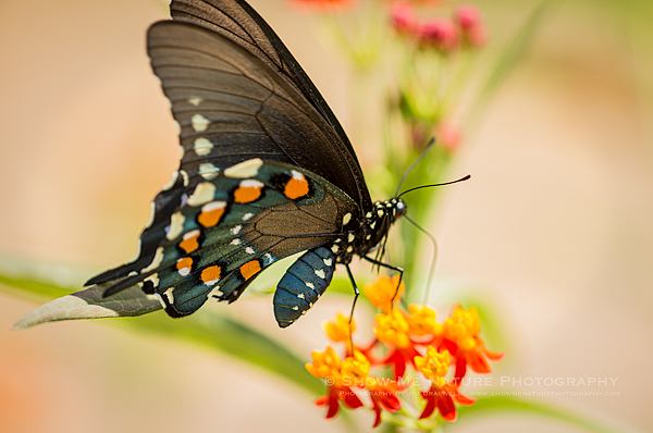 Swallowtail butterfly on Tropical Milkweed