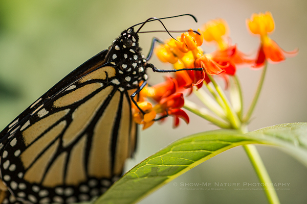 Monarch butterfly on a Tropical Milkweed