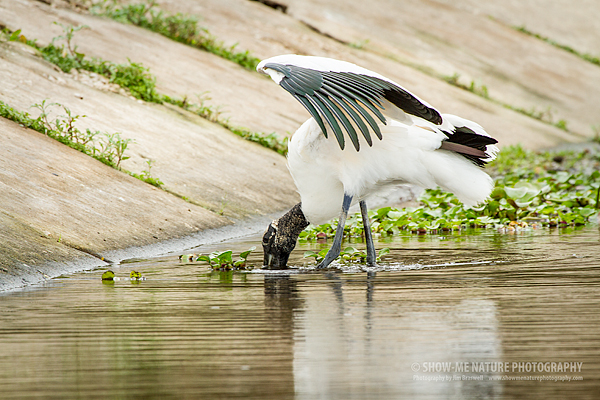 Wood Stork foraging in the Myakka River