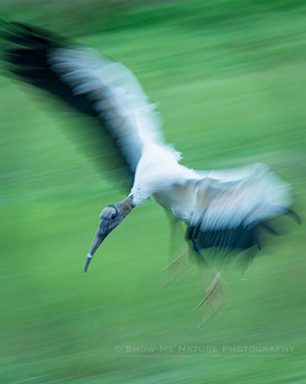 Wood Stork preparing to land