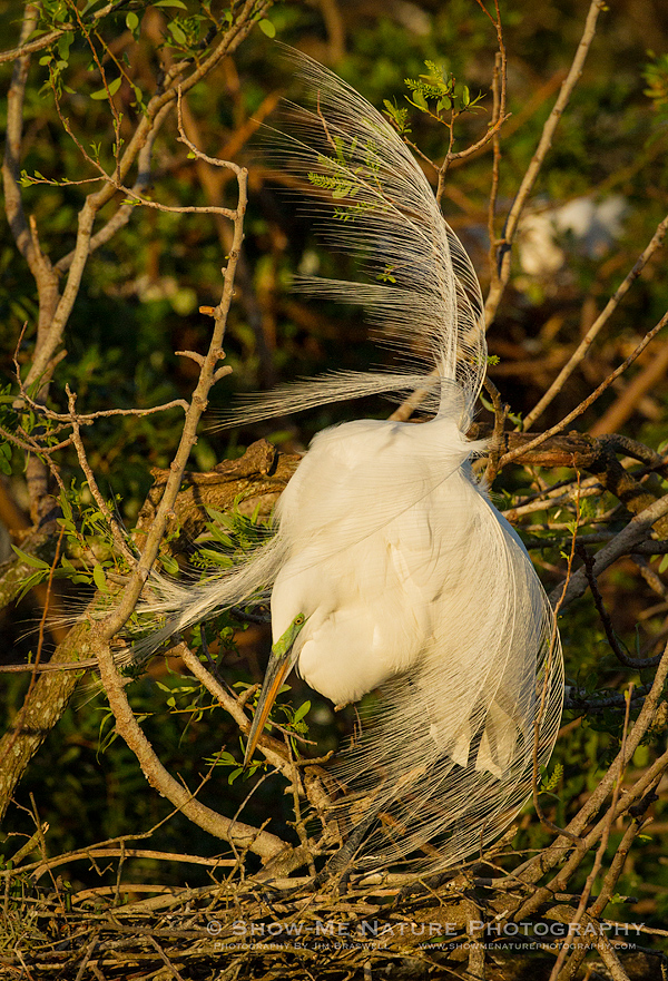 Great Egret in breeding plumage