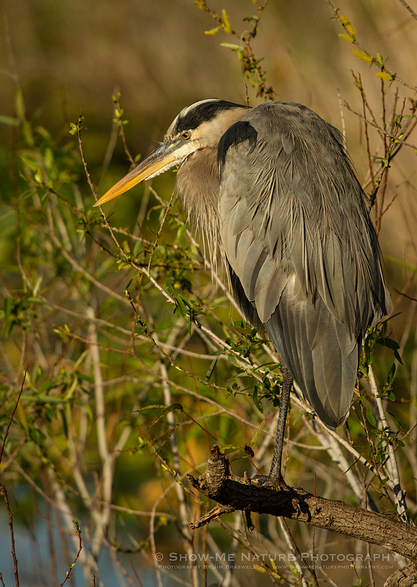 Great Blue Heron watching over the Everglades