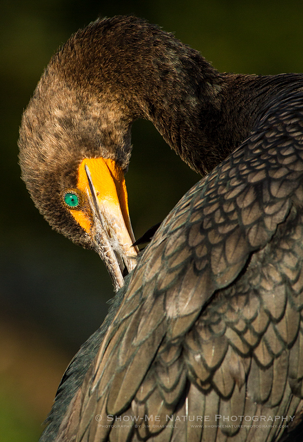 Double-crested Cormorant preening