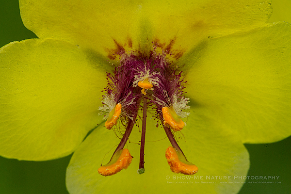 Moth Mullein wildflower