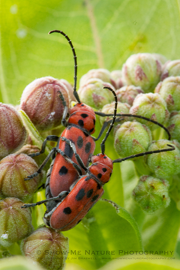 Red Milkweed Beetles mating