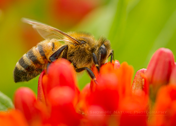 Honey Bee on wildflower