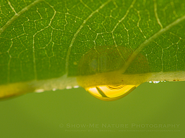 Dew on a Praire Plant Leaf