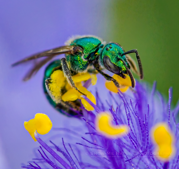 Green Metallic Bee on wildflower