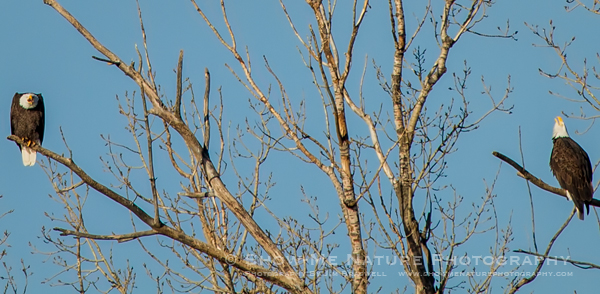 Adult Bald Eagles reacting to a juvenile flying over them
