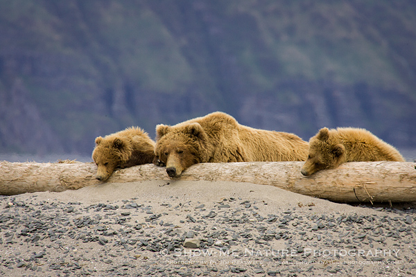 Brown Bear Family resting on the beach