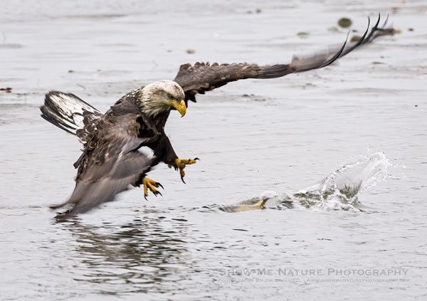 Bald Eagle Catching a Fish