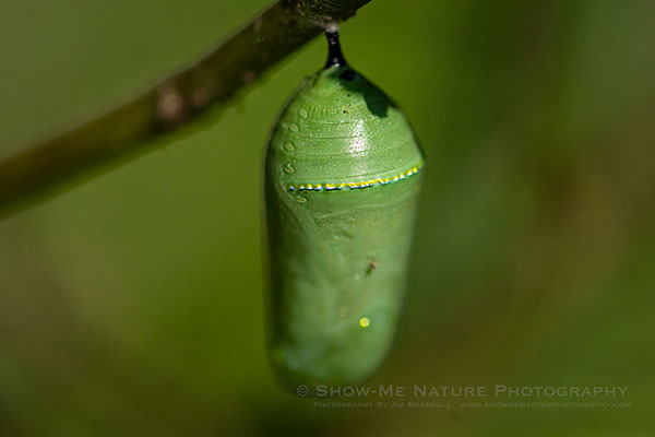 Monarch chrysalis, attached to a Tropical Milkweed plant