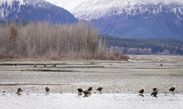 Bald Eagles along the Chilkat River