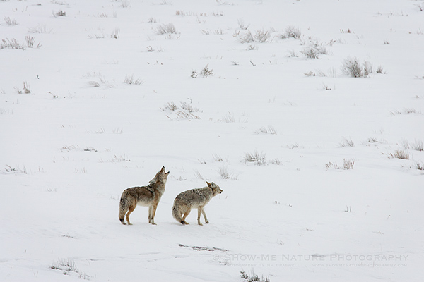 Coyotes howling in the Lamar Valley of Yellowstone NP
