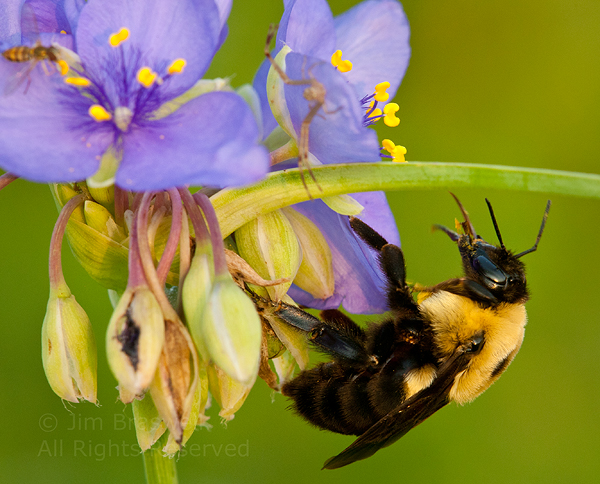 Bumble Bee on Spiderwort flower