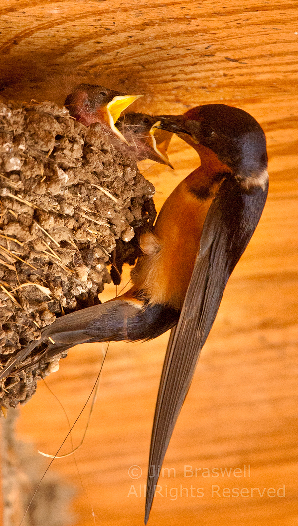 Barn swallow adult feeding young
