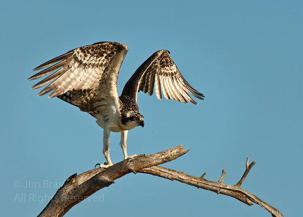 Fledging Osprey landing in tree