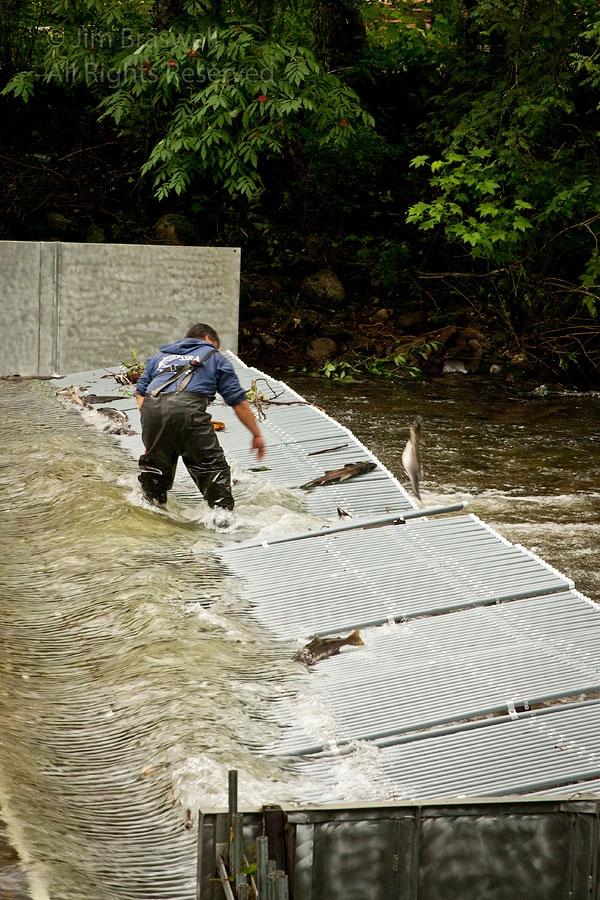Cleaning the Salmon Ladders
