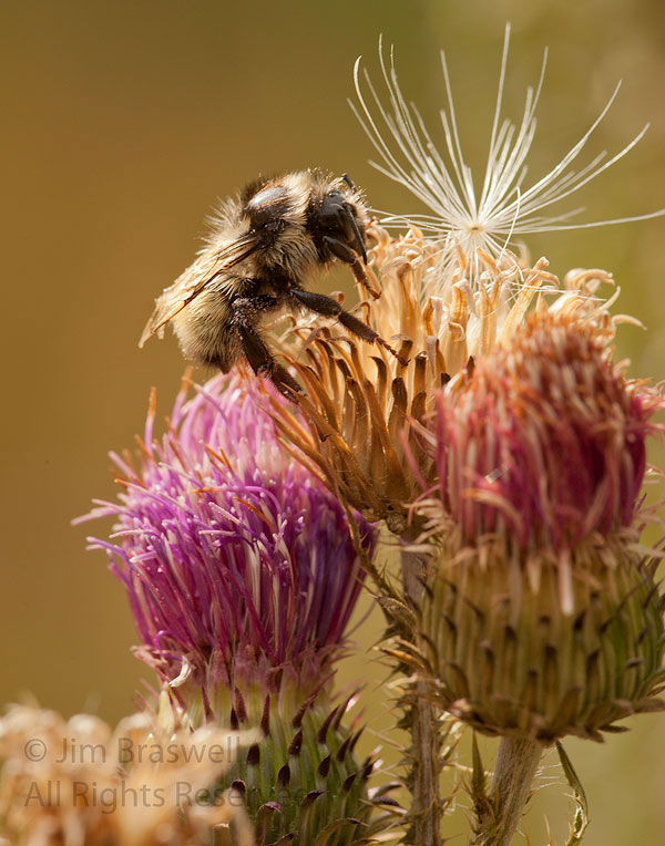 Bumble Bee on Thistle