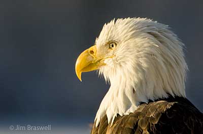 Bald Eagle Closeup Profile