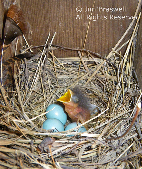 Bluebird chick & 3 blue eggs