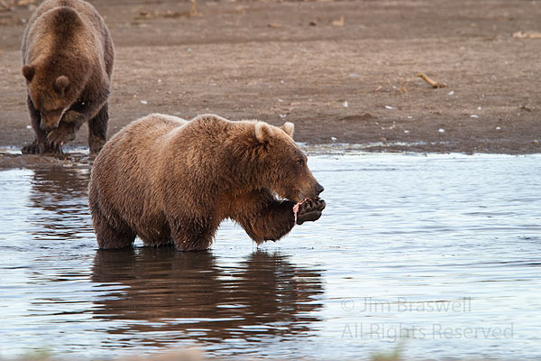 Brown Bear sow and 2 juveniles eating fish in the creek