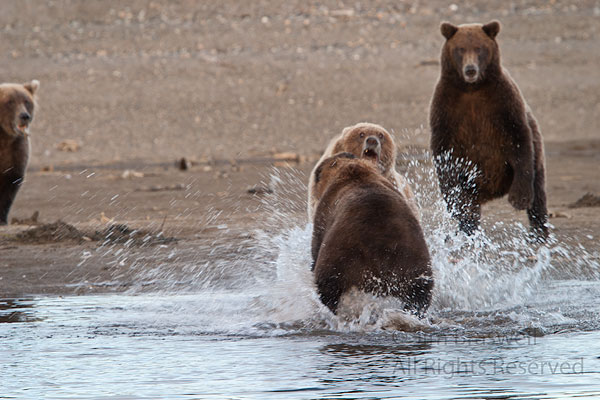 Brown Bears in a fight