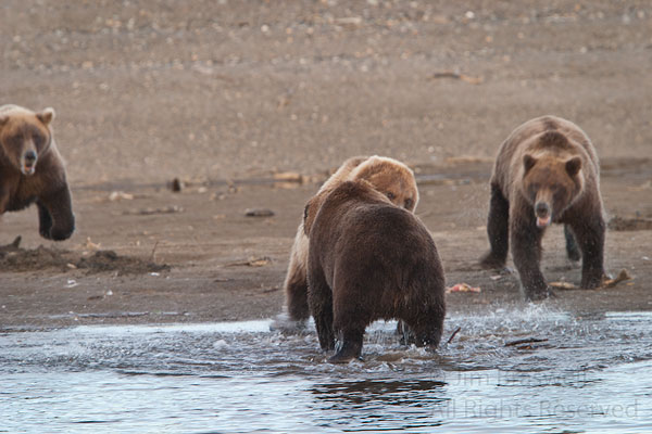Brown Bears in a fight