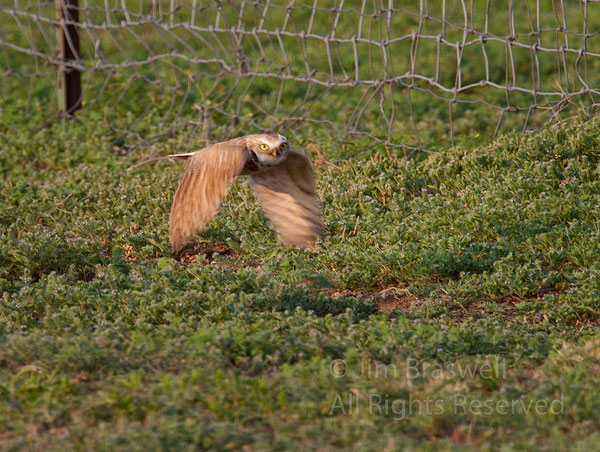 Burrowing Owl flying over the prairie dog town