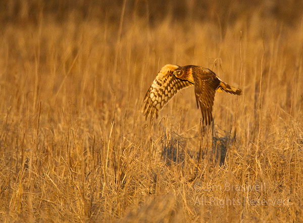 Northern Harrier hunting over a dry marsh