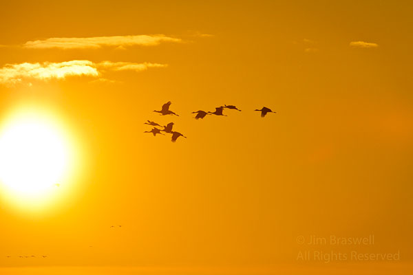 Sandhill Cranes flying in sunset