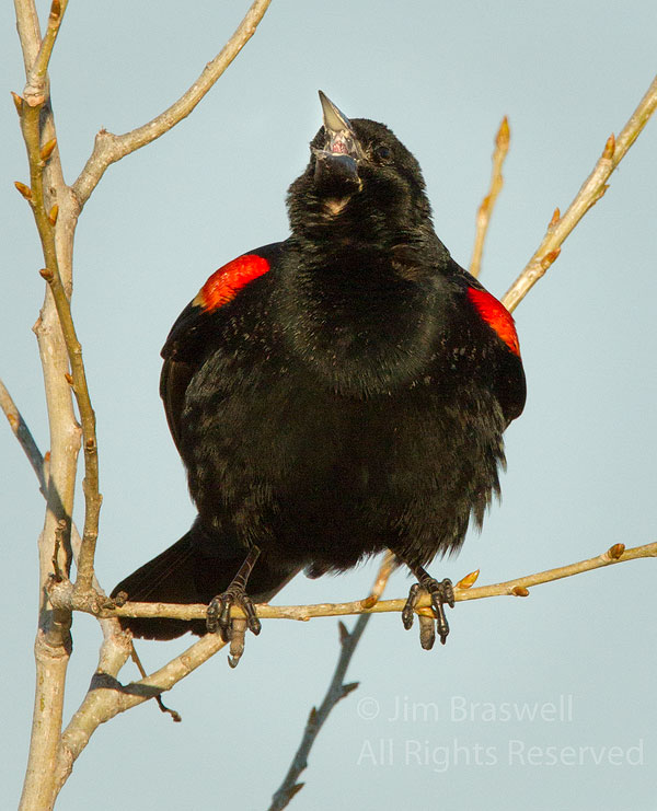 Displaying Red-winged Blackbird