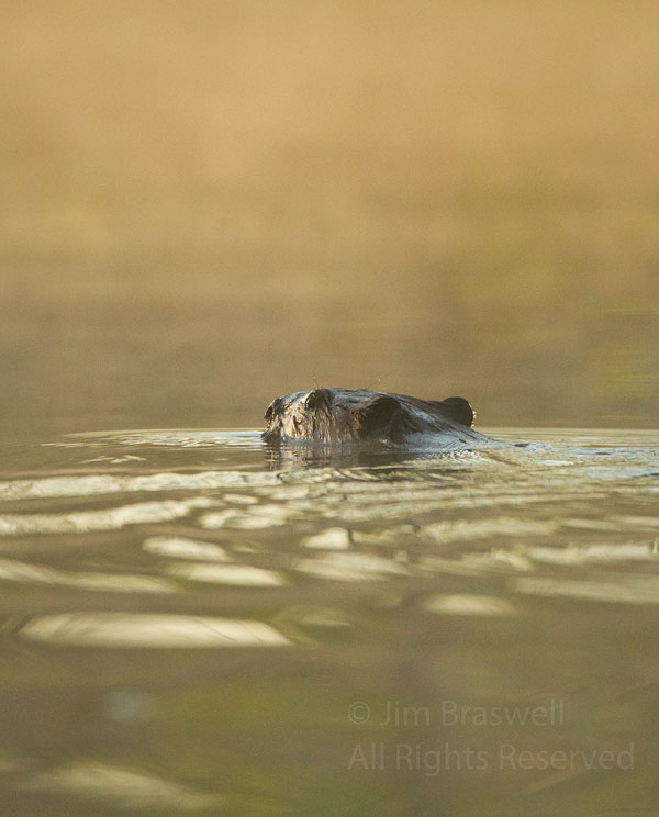 Beaver swimming near lodge, in sunrise light and fog