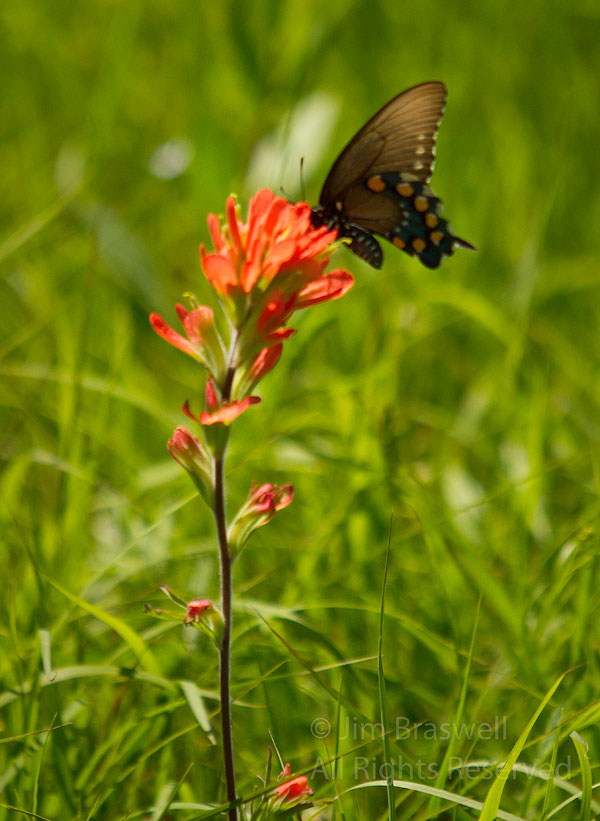 Indian Paintbrush with Swallowtail Butterfly