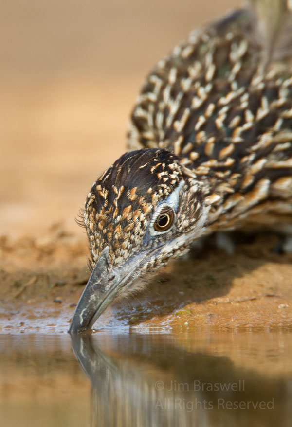 Greater Roadrunner getting a drink of water