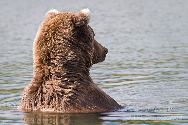 Brown bear watching action in the creek